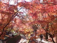 北野天満宮の紅葉１