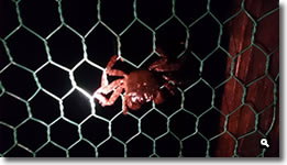 2014年10月13日台風19号通過に発見した蟹が金網に留まっとる写真