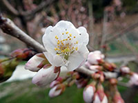 2022年3月14日 香川県さぬき市津田町鶴羽 mitzの家の暖地桜桃開花の写真