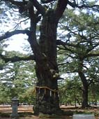 津田の松原の松の写真