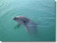 2002年3月17日撮影の津田のイルカの写真集へ