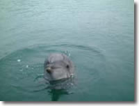 2002年5月14日撮影の津田のイルカの写真集へ