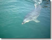 2002年6月15日撮影の津田のイルカの写真集へ