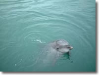 2002年6月23日撮影の津田のイルカの写真集へ